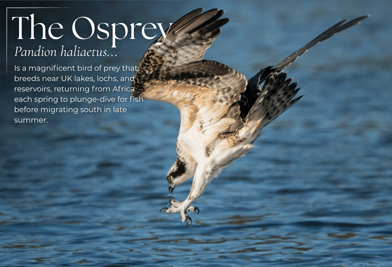 Osprey Watch: Tracking the UK's Most Dramatic Summer Visitor - Pursual