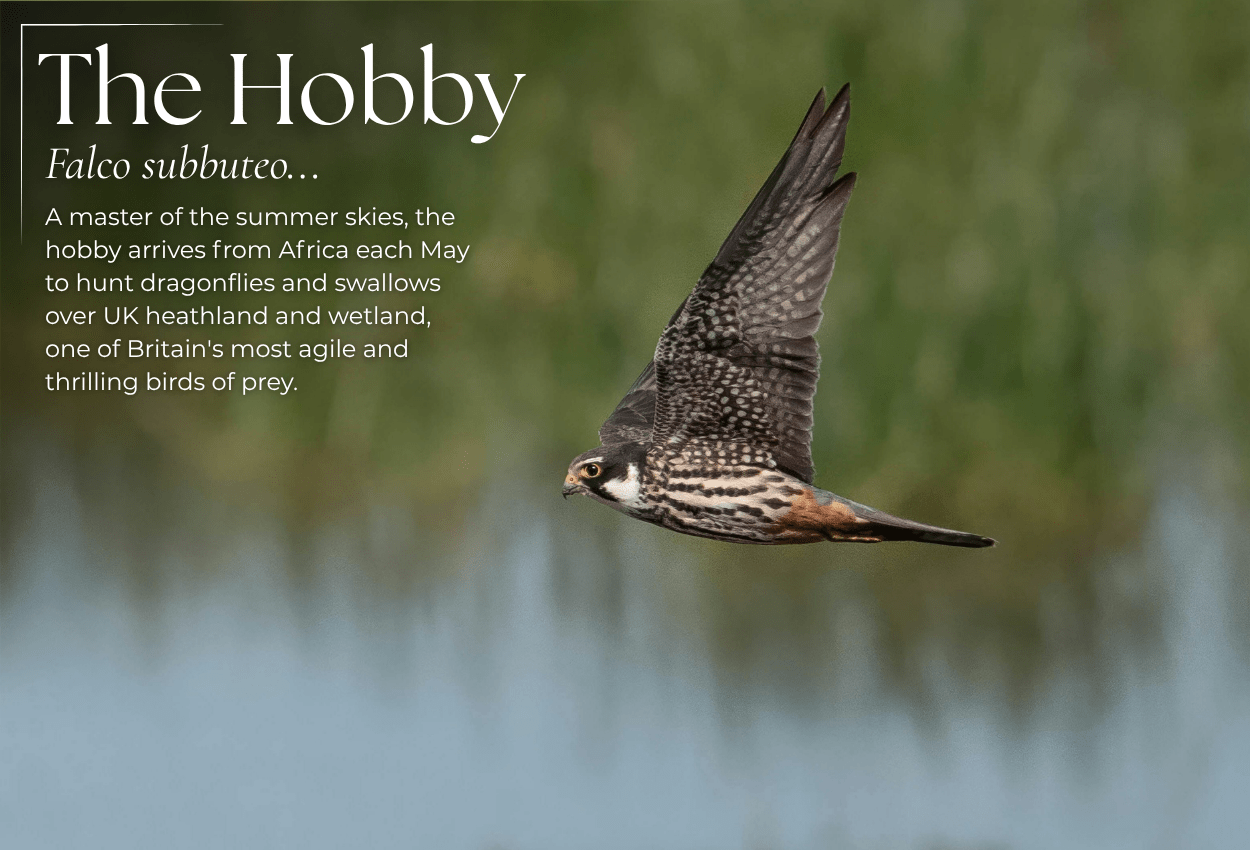 Hobby & Swift Watching: Tracking the UK's Fastest Summer Visitors - Pursual