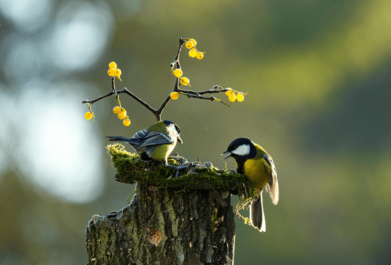Spring Migration Season: How to Choose Binoculars for Birdwatching - Pursual