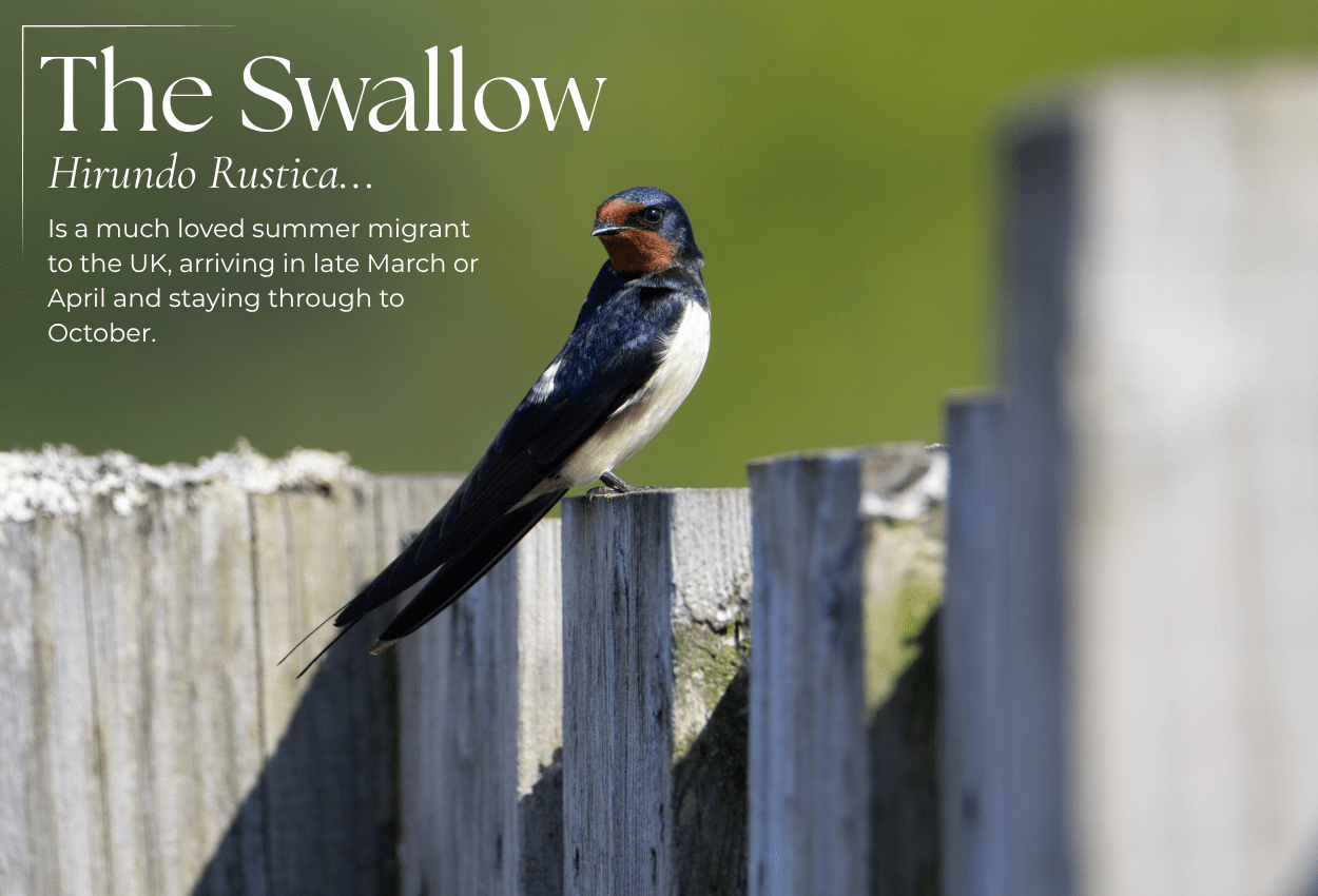 Spring Wildlife Spotting: What's Out in April - Pursual