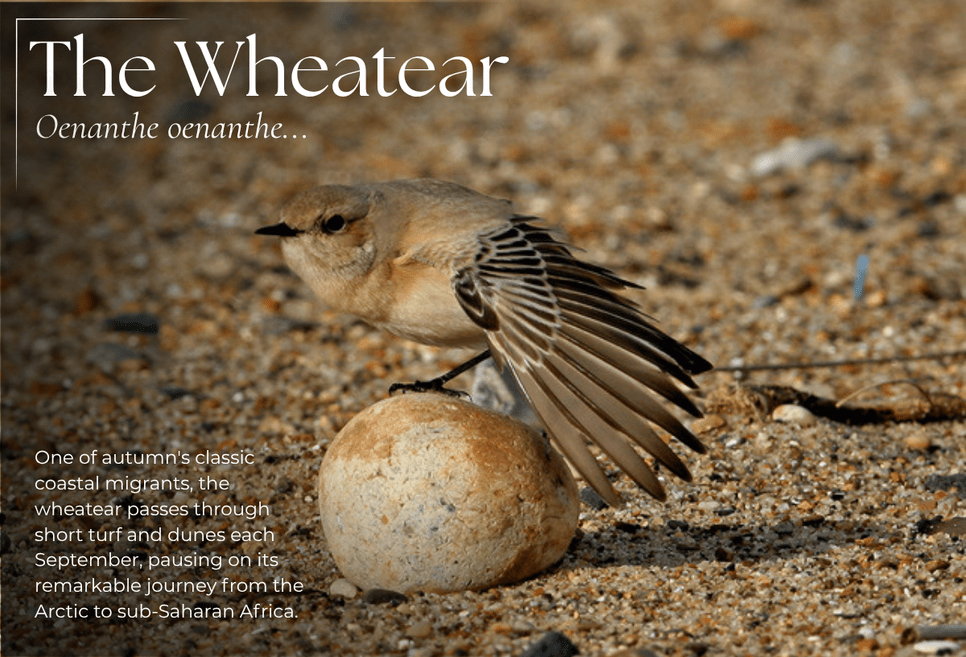 Autumn Migration Watch: The UK's Best September Coastal Watchpoints - Pursual