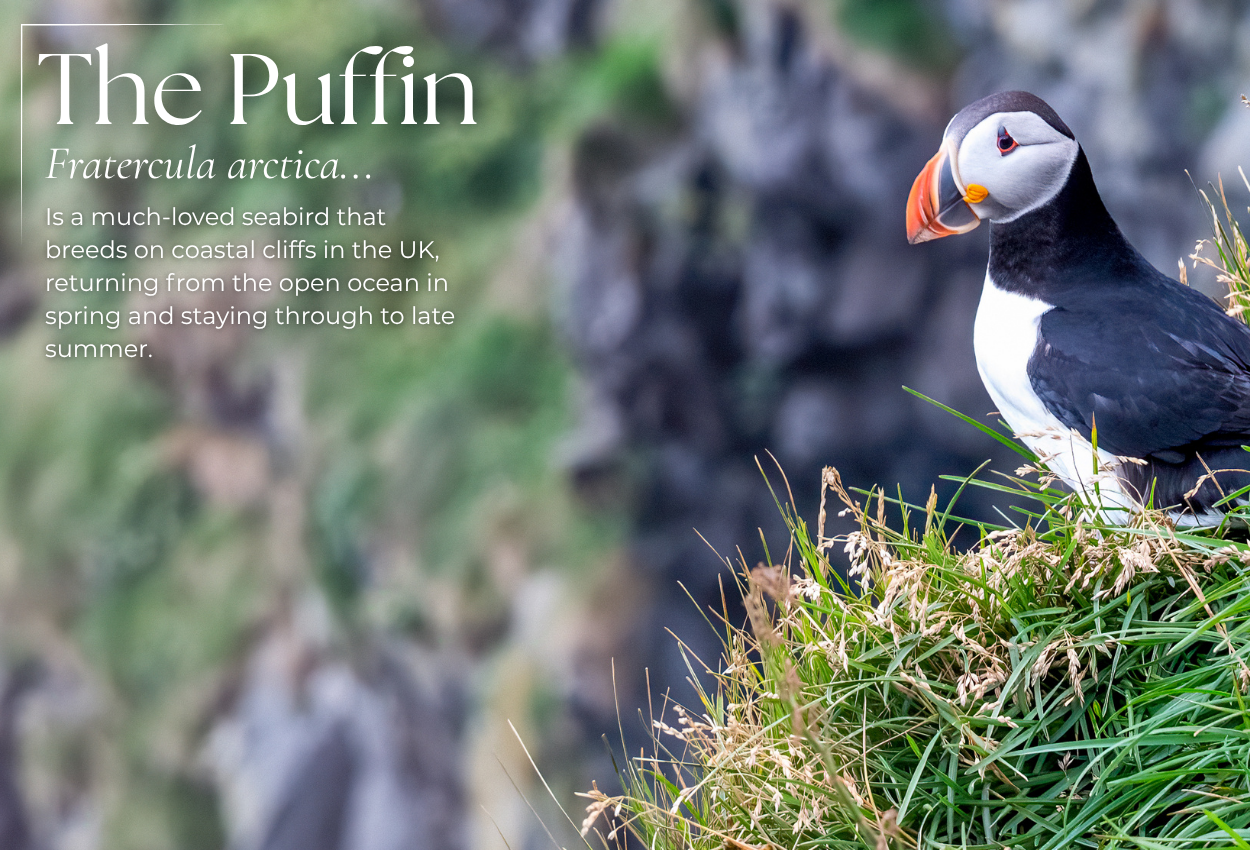 Puffin Season: The UK's Best Coastal Spots for Seabird Watching - Pursual