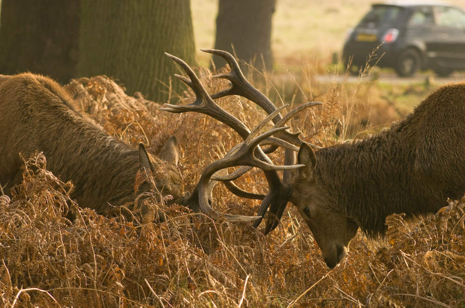 A Short Guide to Deer Rutting Season in the UK