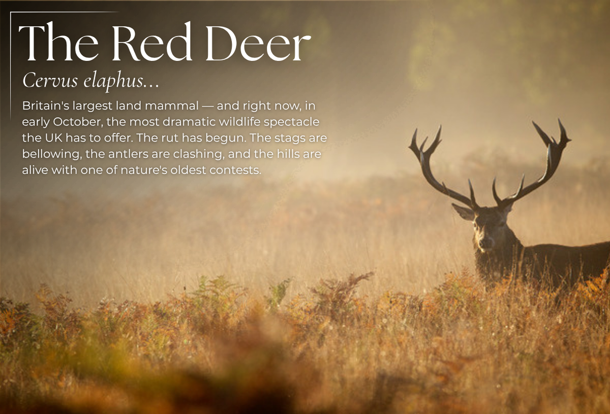 Red Deer Rut: Where and How to Watch Britain's Greatest Autumn Spectacle - Pursual