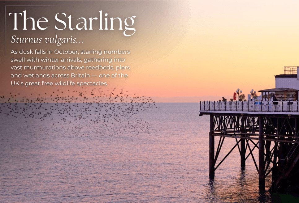 Starling Murmurations: Britain's Greatest Free Wildlife Show - Pursual